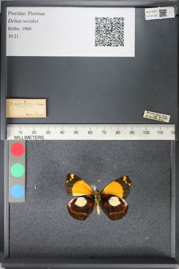 Media type: image;   Entomology 131726